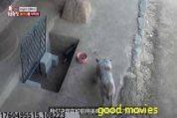 《恶灵骑士电影免费》恶灵骑士电影免费复仇,免费版电影影片简介约翰尼火焰的黑暗超级英雄热血
