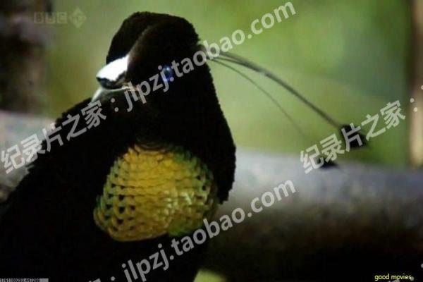 水浒传98版-水浒传98版的梁山豪杰,剖析国产剧的江湖与义气