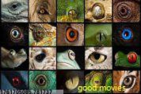 神偷奶爸2-小黄人的搞笑冒险之旅解析明星慢生活的温馨故事情节深度还原与综艺解析