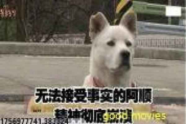 《喜气羊羊过蛇年》电影详解,生肖文化与奇幻故事的完美融合